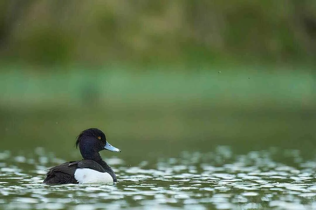 Tufted Duck Wide